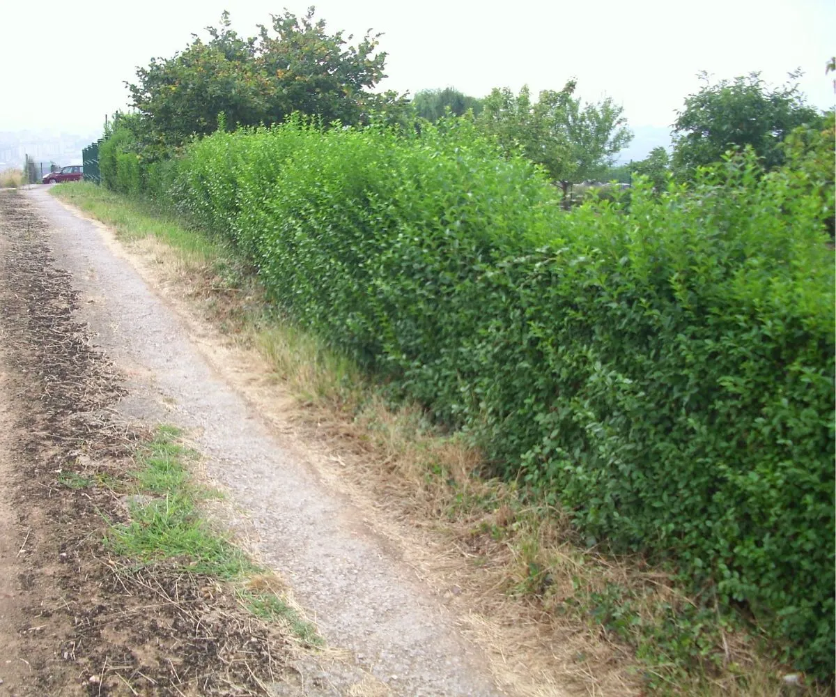 Muro de hormigón armado con cierre metálico en finca antes